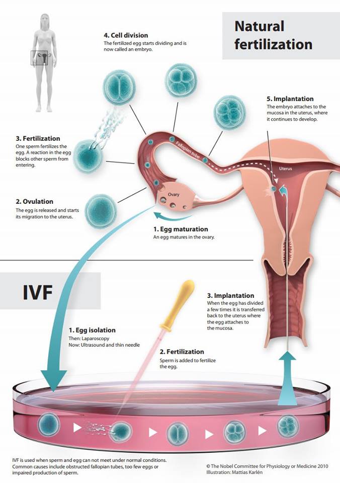 Nobel - fertilization Fertility Blog What is IVF?
