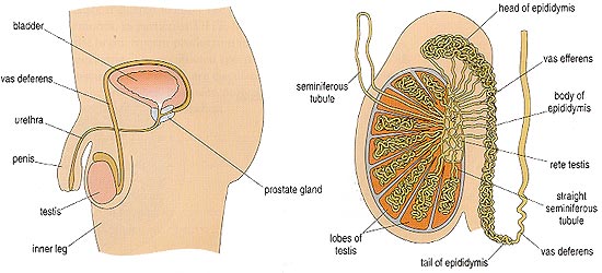 The male reproductive system