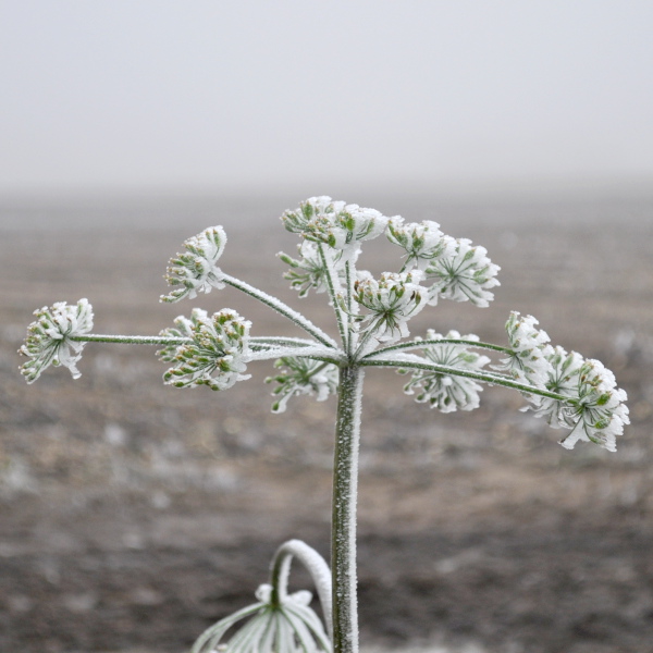 Coping with Christmas: Make your own family traditions Coping with Christmas: Holistic fertility and make your own family traditions