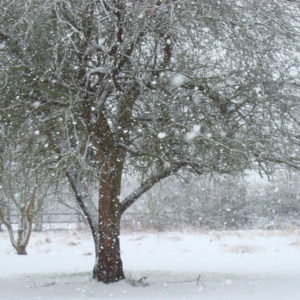 Coping with Christmas - Bourn Hall 8