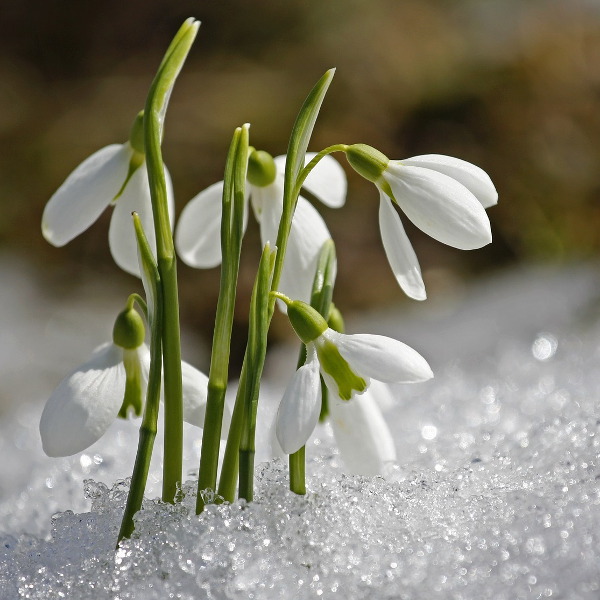 Snowdrops in snow feat emotional blood pressure