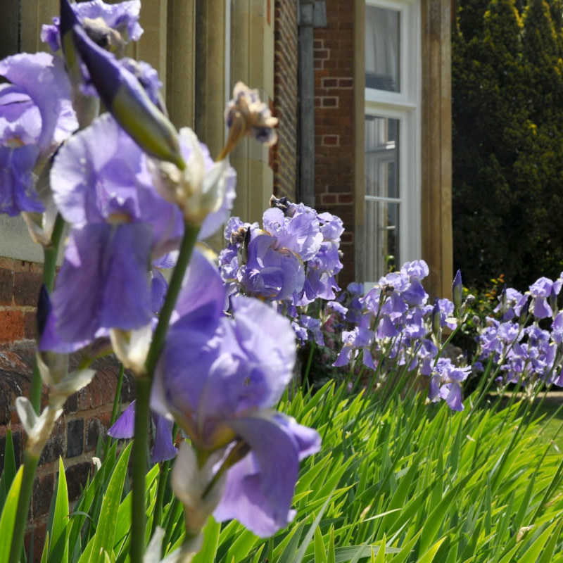 Irises outside Bourn Hall Cambridge