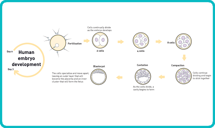 Genome editing reveals role of gene important for human embryo development Genome editing reveals role of gene important for human embryo development