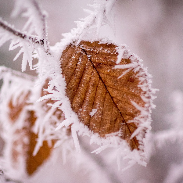 Coping with Christmas: Coping with intrusive questions from well-meaning relatives, why is everyone around me getting pregnant