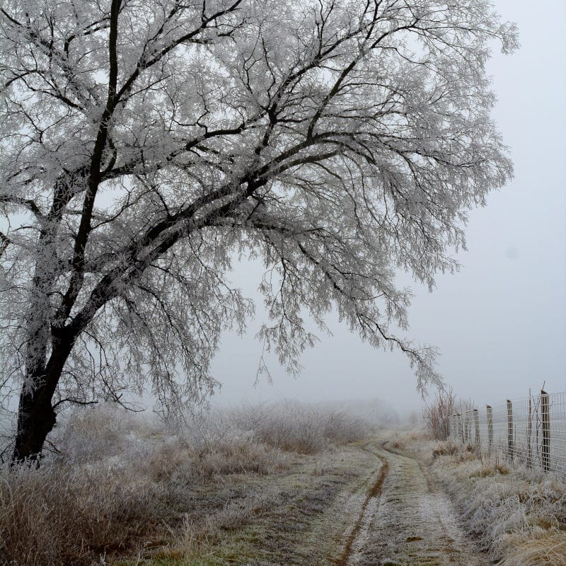 A frosty grassy path with a tree on the left.
