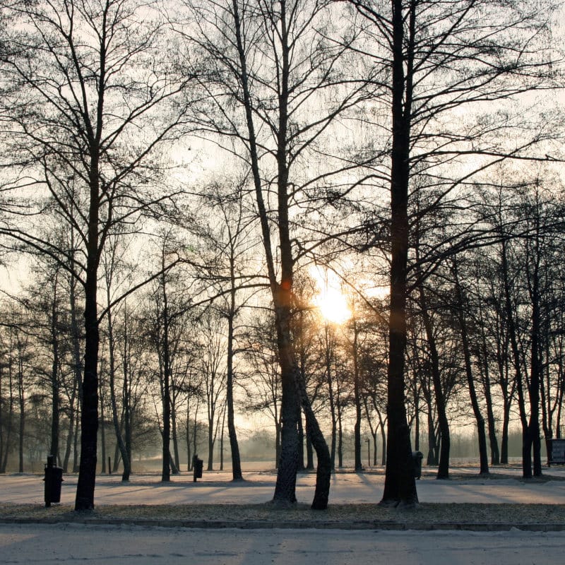 Trees in the winter with frost on the ground.